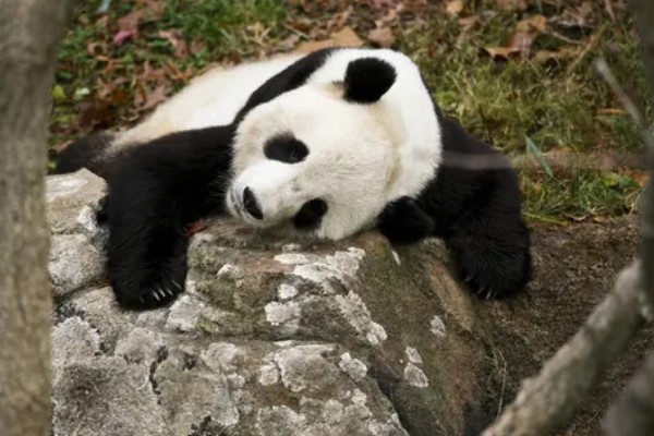 熊猫的特点，善于爬树且嗜好饮水等