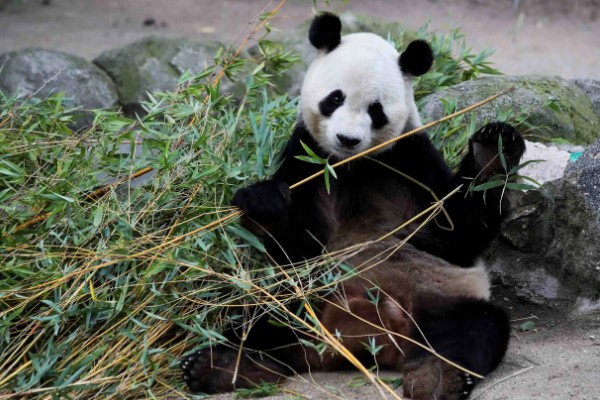 熊猫的特点，善于爬树且嗜好饮水等