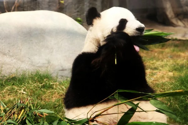 熊猫的特点，善于爬树且嗜好饮水等