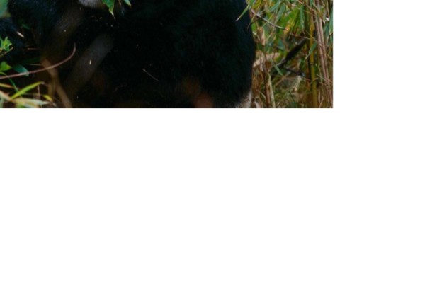 熊猫的特点，善于爬树且嗜好饮水等