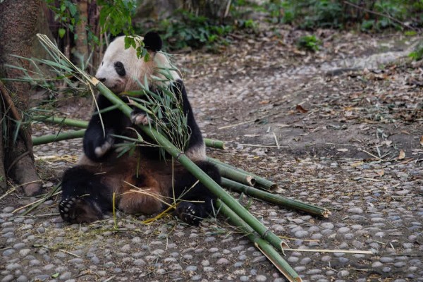 熊猫的特点，善于爬树且嗜好饮水等