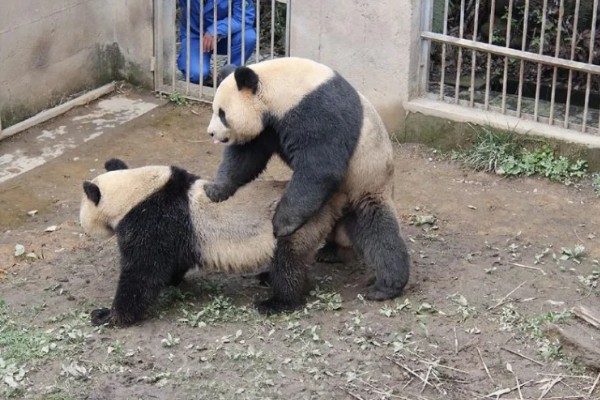 熊猫的特点，善于爬树且嗜好饮水等