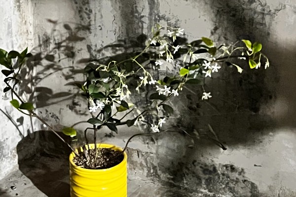 风车茉莉怎么越冬，对植株套上塑料薄膜可以保温