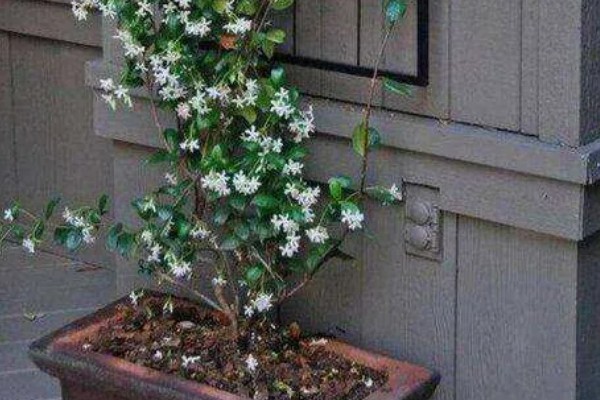 风车茉莉怎么越冬，对植株套上塑料薄膜可以保温