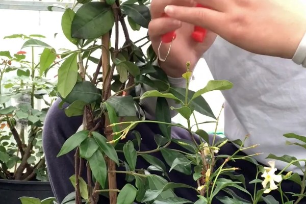 风车茉莉怎么越冬，对植株套上塑料薄膜可以保温