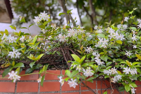 风车茉莉怎么越冬，对植株套上塑料薄膜可以保温