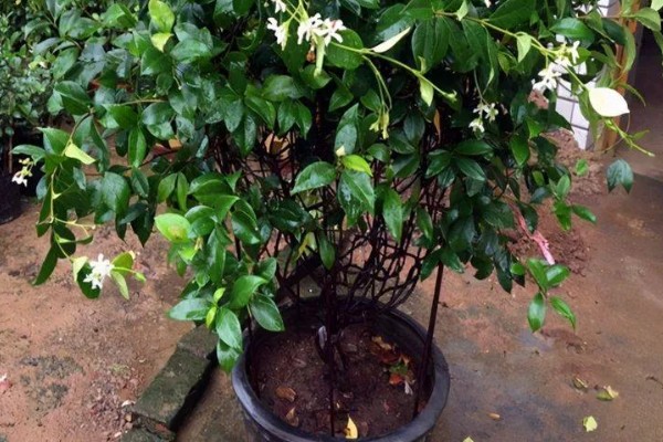 风车茉莉怎么越冬，对植株套上塑料薄膜可以保温