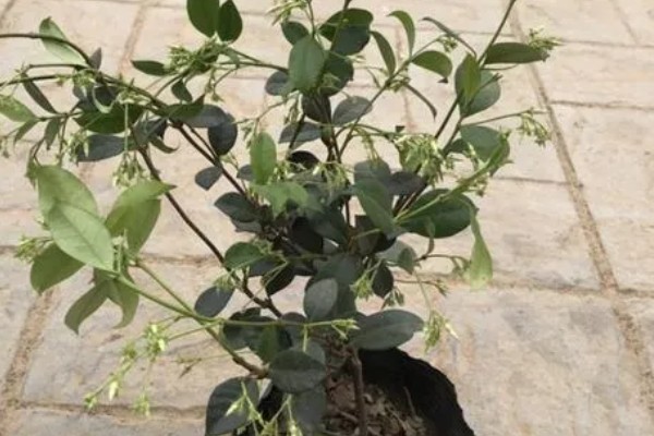 风车茉莉怎么越冬，对植株套上塑料薄膜可以保温