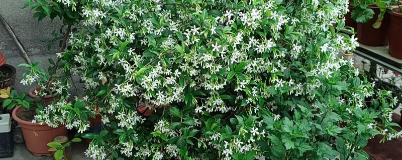 风车茉莉怎么越冬，对植株套上塑料薄膜可以保温