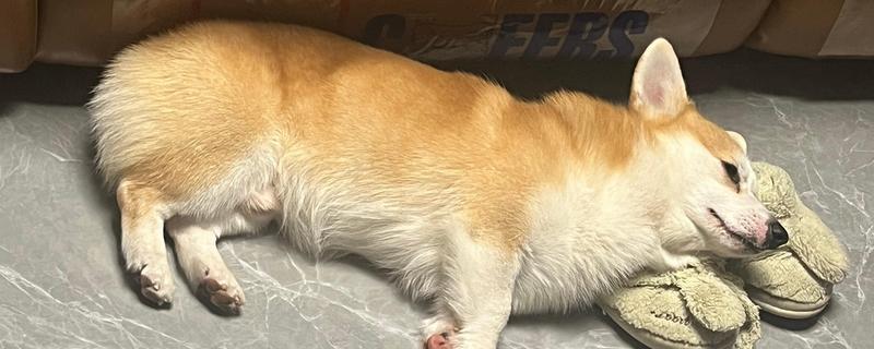 狗体内驱虫需要禁食吗,驱虫时无需禁食