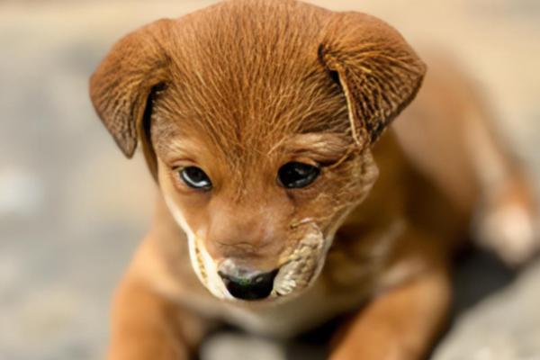狗体内驱虫需要禁食吗,驱虫时无需禁食