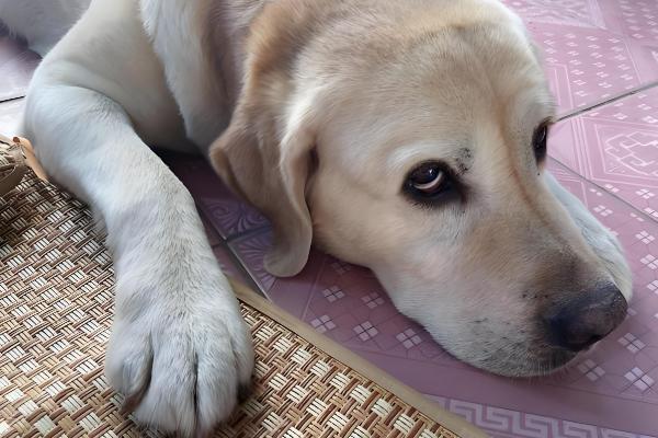 狗体内驱虫需要禁食吗,驱虫时无需禁食