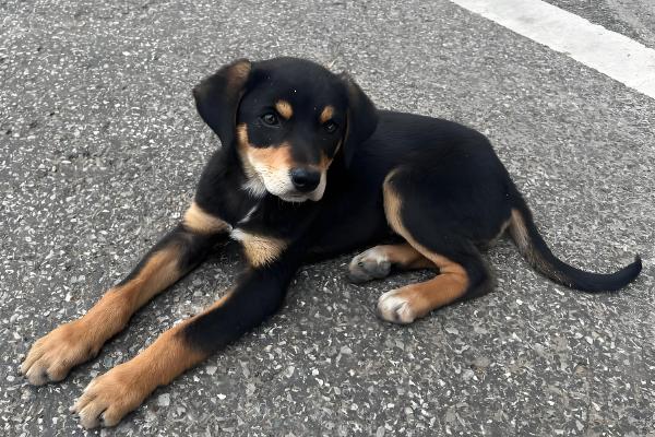 狗体内驱虫需要禁食吗,驱虫时无需禁食