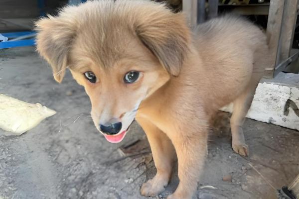 狗体内驱虫需要禁食吗,驱虫时无需禁食