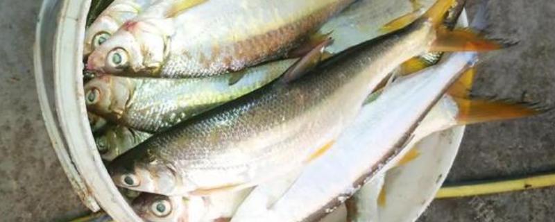 什么天气适合钓黄尾，温度稳定在20℃以上为佳