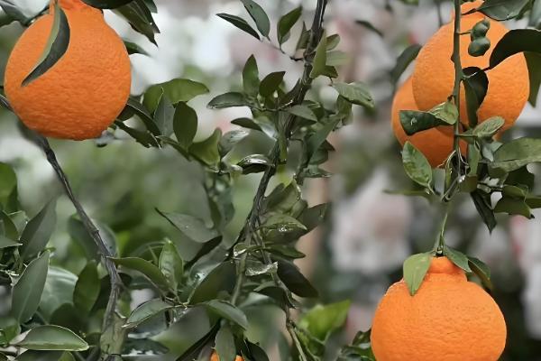 春见柑桔怕不怕霜冻,春见柑桔怕霜冻
