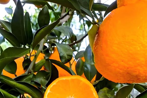 春见柑桔怕不怕霜冻,春见柑桔怕霜冻