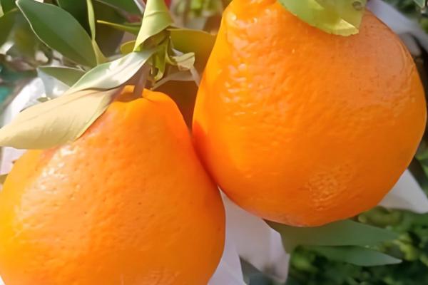 春见柑桔怕不怕霜冻,春见柑桔怕霜冻