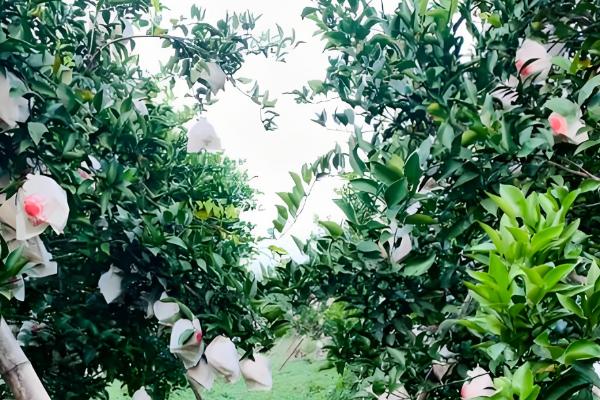 春见柑桔怕不怕霜冻,春见柑桔怕霜冻