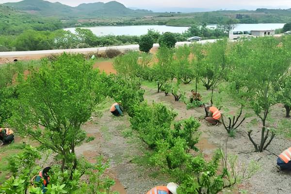 春见柑桔怕不怕霜冻,春见柑桔怕霜冻