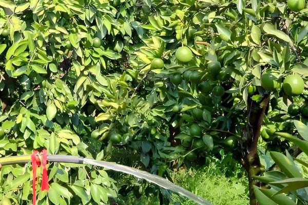 春见柑桔怕不怕霜冻,春见柑桔怕霜冻