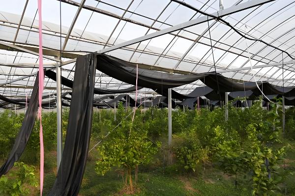 春见柑桔怕不怕霜冻,春见柑桔怕霜冻