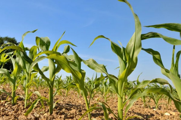 玉米青枯病怎么防治，种植抗病品种是经济有效的措施