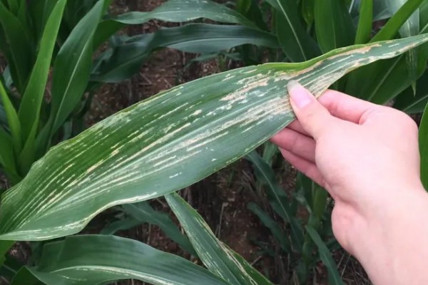 玉米青枯病怎么防治，种植抗病品种是经济有效的措施