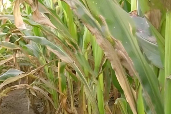 玉米青枯病怎么防治，种植抗病品种是经济有效的措施