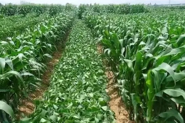玉米青枯病怎么防治，种植抗病品种是经济有效的措施