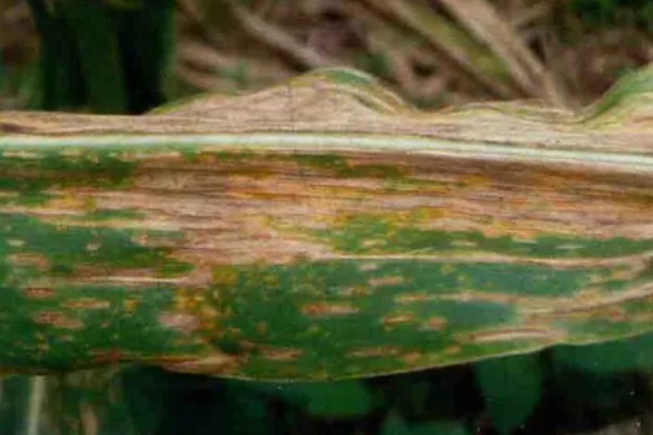 玉米青枯病怎么防治，种植抗病品种是经济有效的措施