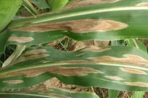 玉米青枯病怎么防治，种植抗病品种是经济有效的措施