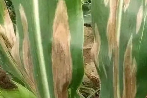 玉米青枯病怎么防治，种植抗病品种是经济有效的措施