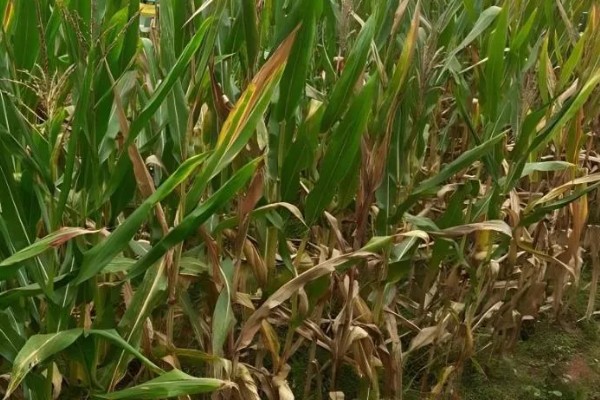 玉米青枯病怎么防治，种植抗病品种是经济有效的措施