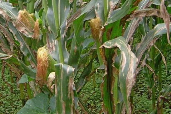 玉米青枯病怎么防治，种植抗病品种是经济有效的措施
