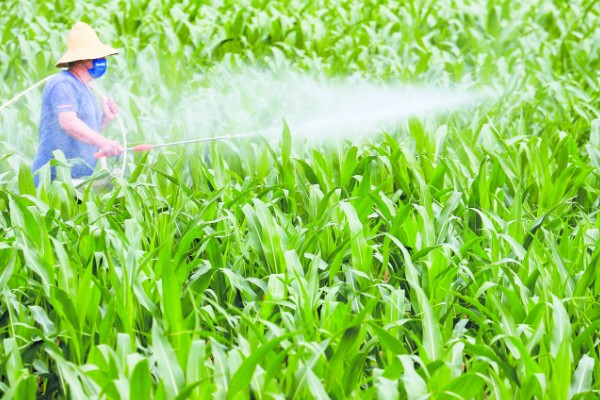 玉米青枯病怎么防治，种植抗病品种是经济有效的措施