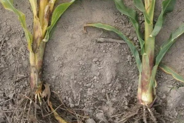 玉米青枯病怎么防治，种植抗病品种是经济有效的措施