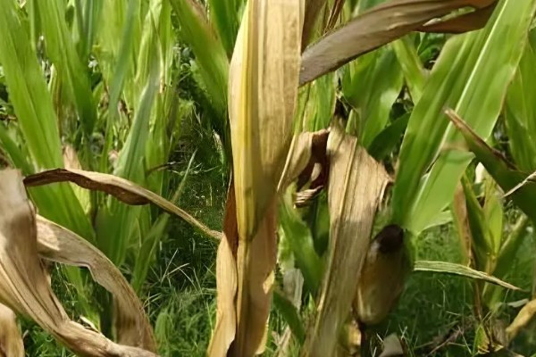 玉米青枯病怎么防治，种植抗病品种是经济有效的措施