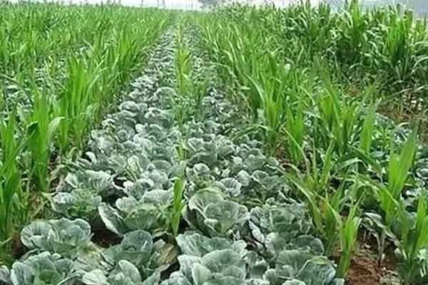 玉米青枯病怎么防治，种植抗病品种是经济有效的措施