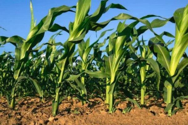 玉米青枯病怎么防治，种植抗病品种是经济有效的措施