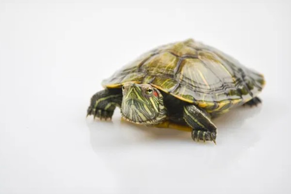 巴西红耳龟的寿命,寿命在25-60年之间