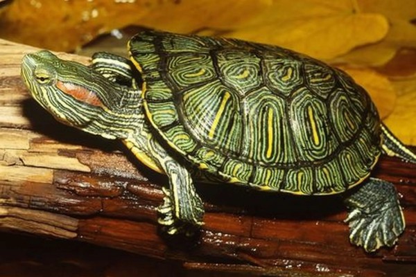 巴西红耳龟的寿命,寿命在25-60年之间