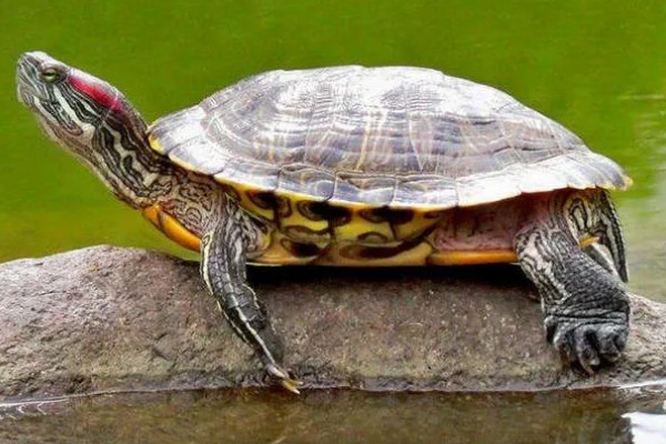 巴西红耳龟的寿命,寿命在25-60年之间