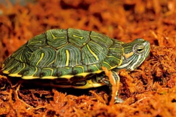 巴西红耳龟的寿命,寿命在25-60年之间