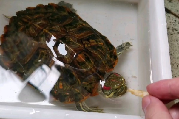 巴西红耳龟的寿命,寿命在25-60年之间