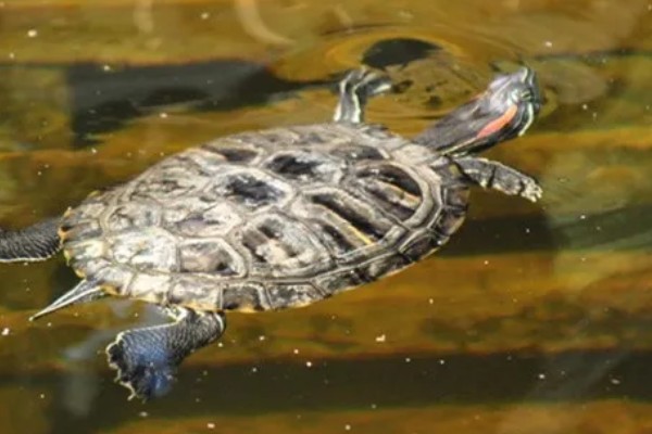 巴西红耳龟的寿命,寿命在25-60年之间