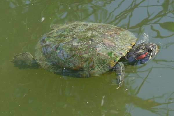 巴西红耳龟的寿命,寿命在25-60年之间