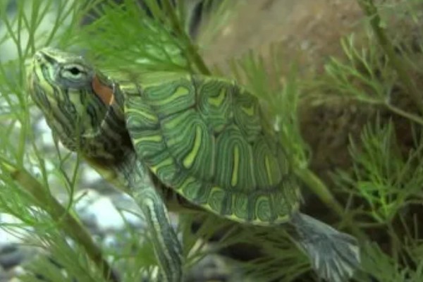 巴西红耳龟的寿命,寿命在25-60年之间