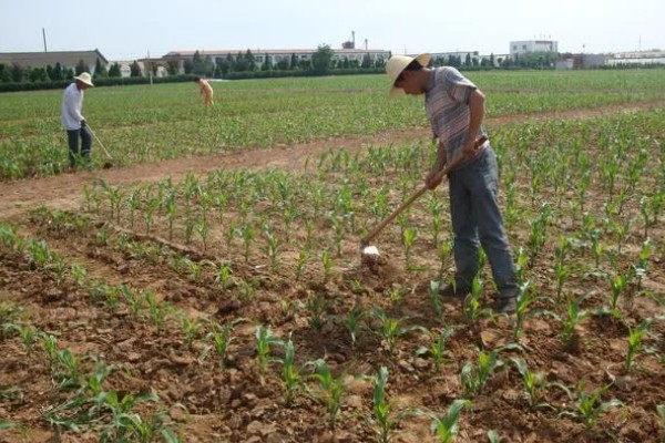 玉米青枯病怎么防治，种植抗病品种是经济有效的措施