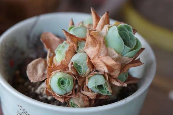 多肉植物的枯叶怎么处理，需根据具体情况进行处理